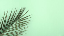 Tropical Palm Leaf On A Green Background. Copy Space