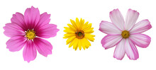 Isolated Pink Cosmos Flower With Clipping Paths.