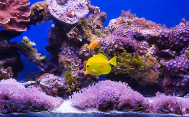 Wall Mural - Aquarium fish Yellow surgeon fish among corals. (Latin Zebrasoma flavescens).
 Zebrasoma sailing yellow, which is also called yellow surgeon fish, naturally lives in the warm waters of the Pacific Oce