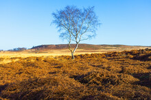 Lone, Tall And Bare Silver Birch Tree Stands On Derbyshire Moorland On A Winter Morning