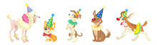 Set Of Five Funny Circus Dogs In Colorful Costumes. In Cartoon Style. Isolated On White Background. Vector Flat Illustration.
