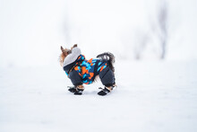  Yorkshire Terrier Dog Walking Along A Winter Snow-covered Forest Trail. Winter Landscape