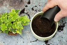 Man Filling Pot With Compost Planting Common Ivy, Hedera Helix, With Mister And Compost Scoop.  On A Grunge Background