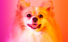Pop Art Portrait Of Pomeranian (small German Spitz) Dog. Bright Pink And Orange Background.