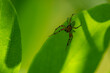 Włochate nogi pająka na krawędzi liścia, na zielonym tle