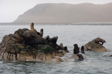 Canvas Print - Views of sea lions in the Ballestas Islands, Peru