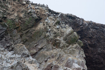 Canvas Print - Views of wildlife in the Ballestas Islands, near Paracas Peru