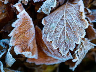 Wall Mural - frozen leaves in the winter garden