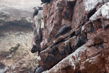 Canvas Print - Views of wildlife in the Ballestas Islands, near Paracas Peru