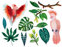 Cockatoo Pink Birds And Tropical Leaves Monstera Foliage Branch Wildflower Element