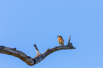 Wall Mural - Singing Whinchat bird perched on a tree branch at springtime