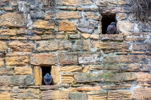 Pigeons Are Sitting In Holes Of Old Stonews Wall Of Fortress