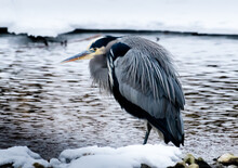 Great Blue Heron Standing On Snow Covered Rocks, British Columbia, Canada