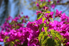 Close-up Of Bright Pint Bougainvillea Flowers