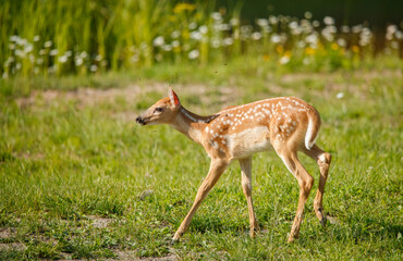 Wall Mural - White tailed deer fawn in gassy field