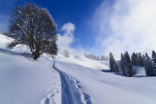 Footpath And Footprints In Snow, Swiss Alps, Ibergeregg, Switzerland