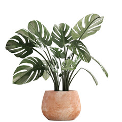 Wall Mural - Monstera isolated on white background