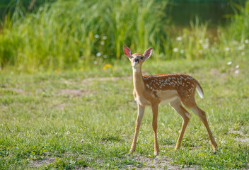 Wall Mural - White tailed deer fawn in gassy field