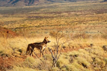 Dingo Staying In The Steppe Of Karijini National Park, Western Australia