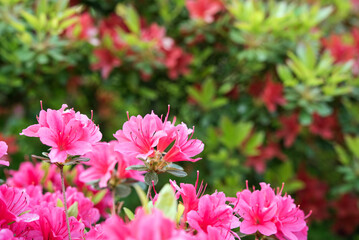 Wall Mural - Close up of pink azalea flowers with copy space　ピンク色のツツジの花 コピースペース 背景