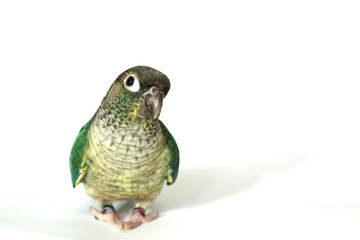 Green cheek conure blue (turquoise) yellow-sided color isolated on white background, the small parrot of the genus Pyrrhura, has a sharp beak. Native to South America (Amazon).