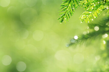 Aufkleber - Spring natural background. Young spruce branch in drops of rain.