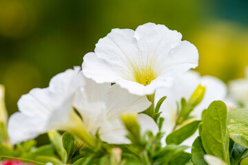 Wall Mural - close up of white flower