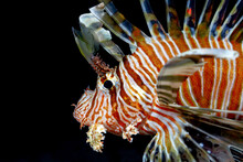 Striped Red Lionfish In Dark Sea