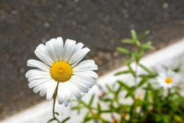 Wall Mural - daisy in the garden