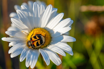 Wall Mural - bee on daisy