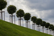 Row Of Manicured Tilia Trees In Line On A Green Grass Lawn Hill Of The Garden Of Venus With A Blue Sky And White Grey Clouds Background. Marly Palace Valley. Peterhof, Saint Petersburg, Russia