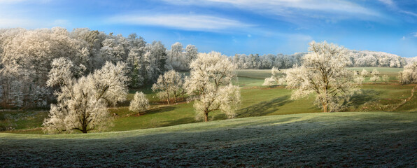 Wall Mural - panoramic winter landscape containing old gorgeous trees with hoarfrost on a vast frozen green pastu