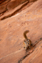 Curious Chipmunk On Sandstone