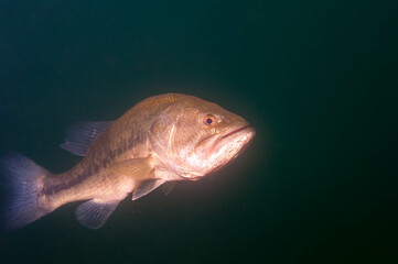 Sick and elderly small mouth bass swimming in a Michigan inland lake