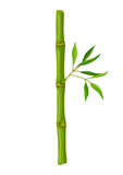 Fototapeta Sypialnia - Illustration of green bamboo stem and leaves. Decorative exotic plants of tropic jungle.