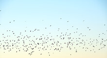 Big Flock Of Crow Birds Flying Against Clear Sky