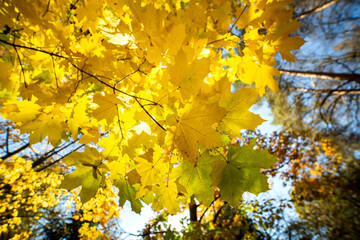 Wall Mural - perspective up view of autumn forest with bright orange and yellow leaves. dense woods with thick ca