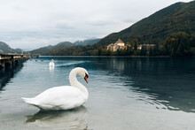 White Swans Swimming In Lake