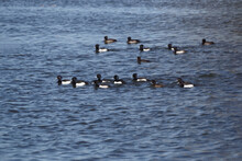 Group Of Birds  Ringneck Duck