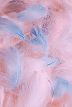 Colorful Feather Background, Top View.