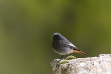 The redstart is a species of passerine bird in the Muscicapidae family.