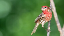House Finch Perched On A Slender Tree Branch