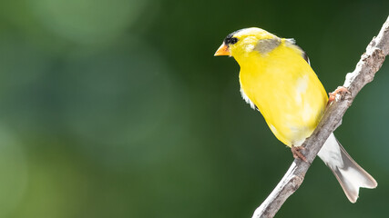 Sticker - American Goldfinch Perched on a Tree Branch