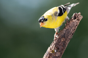 american goldfinch perched in the tree branches