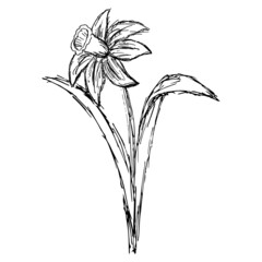 Wall Mural - Single flower of narcissus. Hand-drawn black and white vector sketch isolated on transparent background