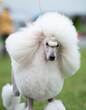 White standard poodle during a dog show portrait