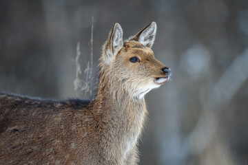 Fototapete - Portrait female deer in the winter forest. Animal in natural habitat