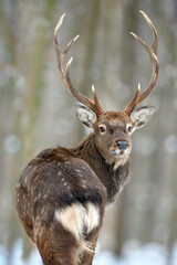 Fototapete - Portrait male deer looking back in the winter forest. Animal in natural habitat
