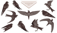 Set Of Cute Black Swift Sitting And Flying On White Background Cartoon Bird Animal Design