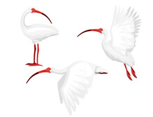 Set American White Ibis Head Looks Back Flat Vector Illustration Cartoon Animal Design White Bird With Red Beak On White Background Side View